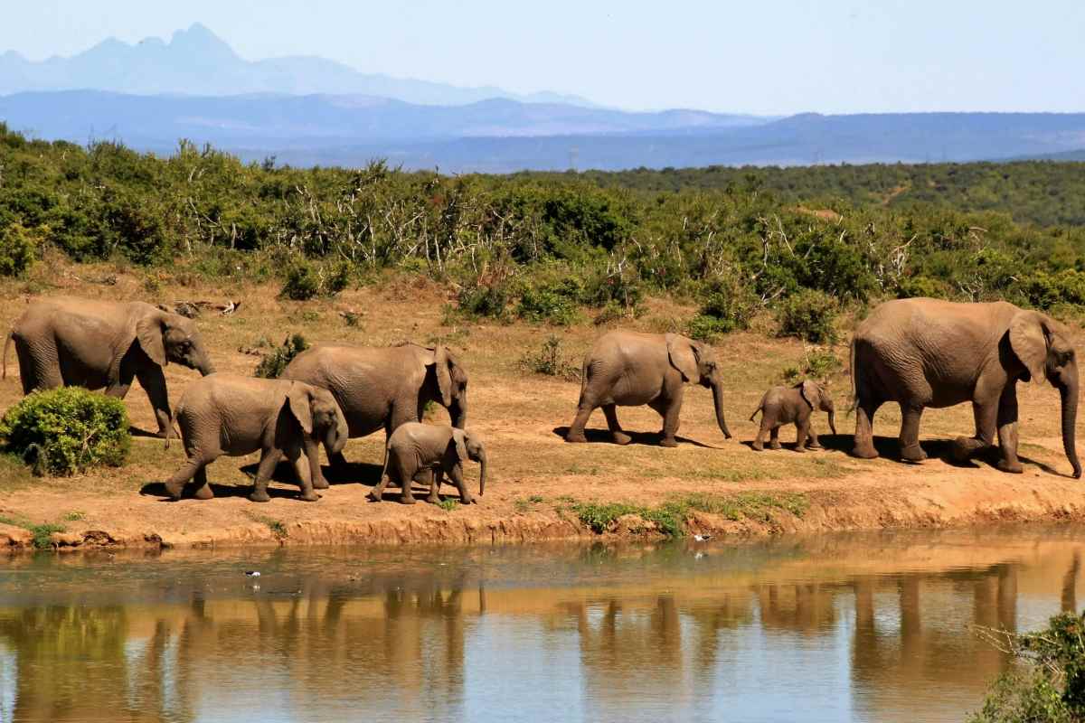 Elephant poaching in Congo