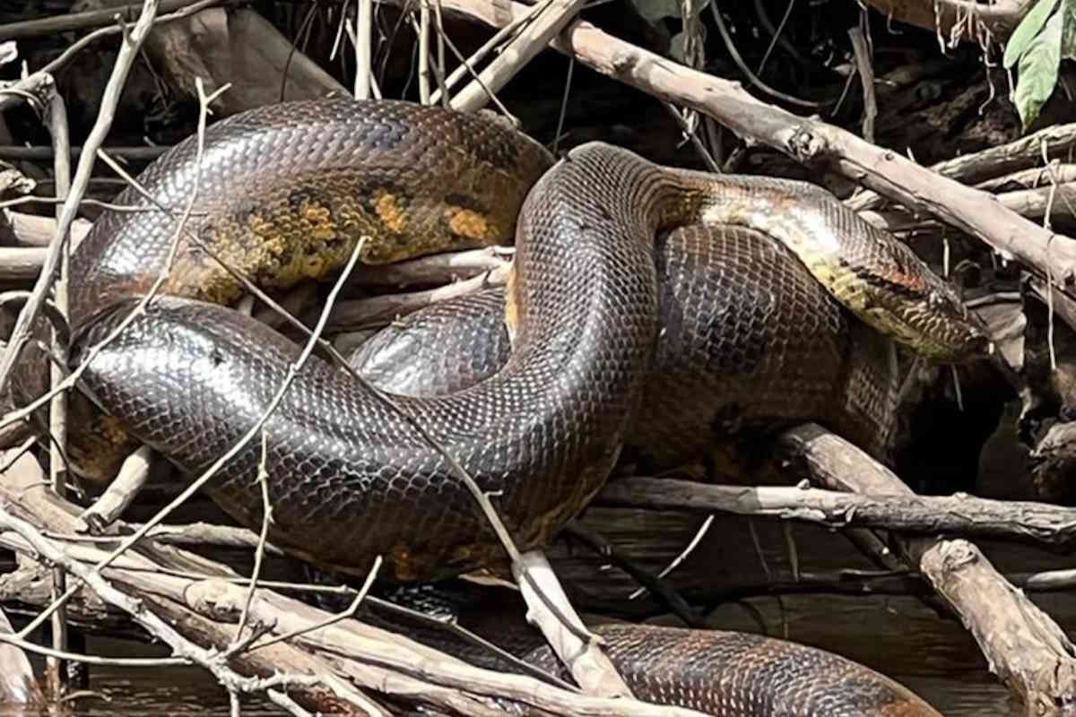 groundbreaking discovery was made in the shallow waters of the Amazon riverthe Northern Green Anaconda