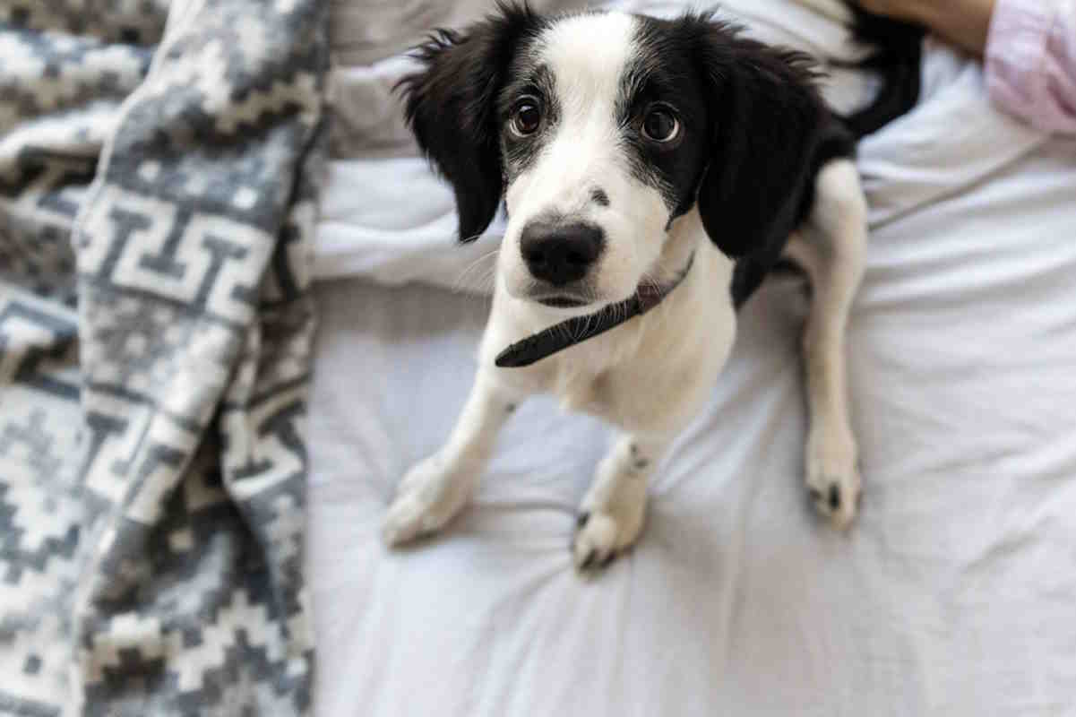 Dogs digging on the bed or the sofa