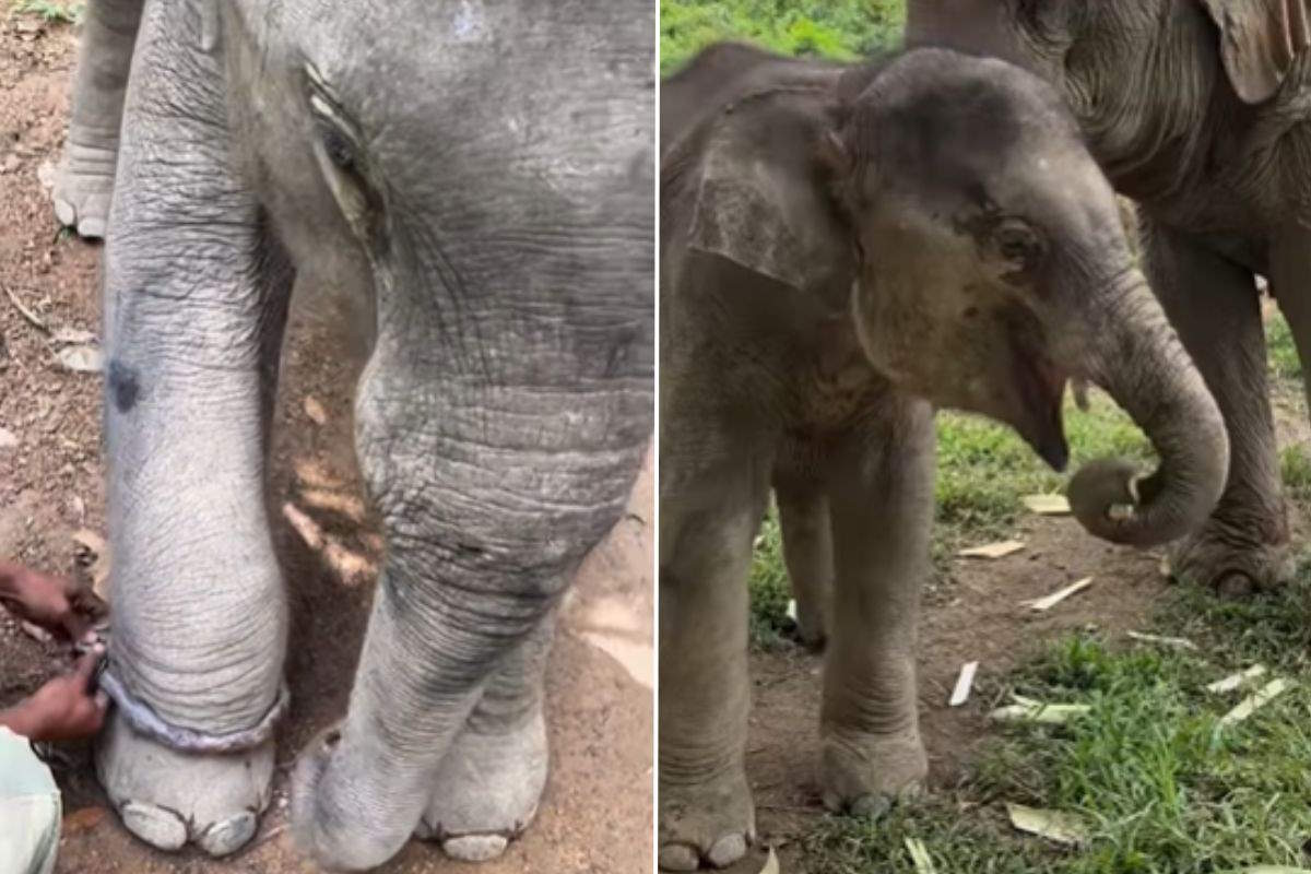 Elephant calf's liberation