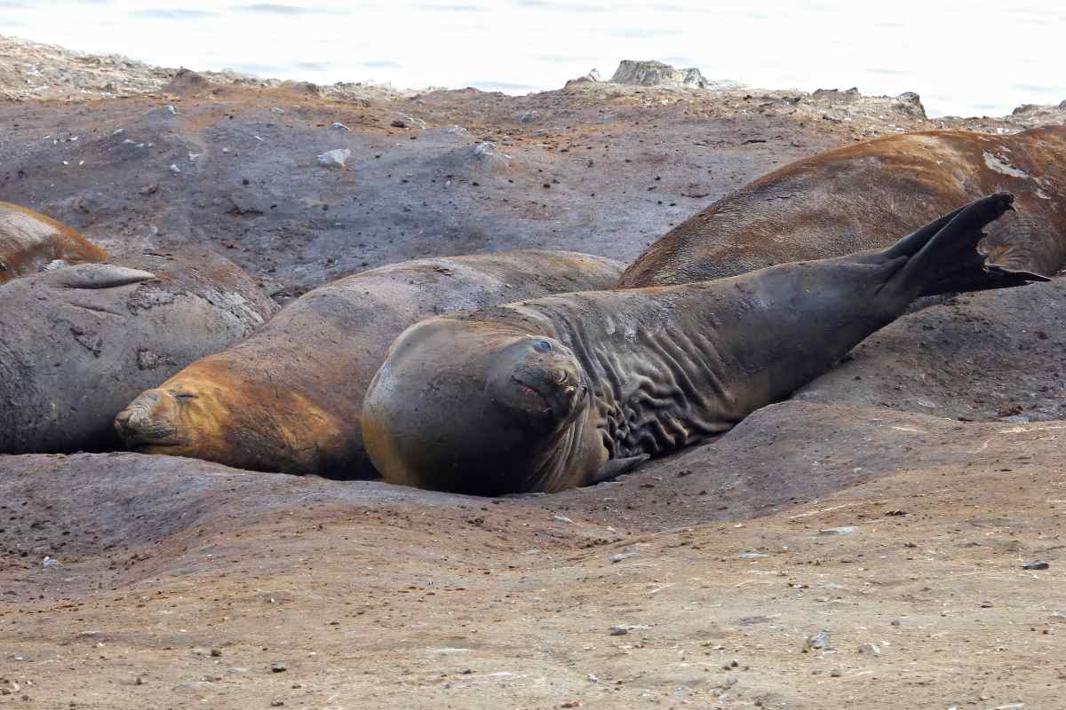 Elephant Seals