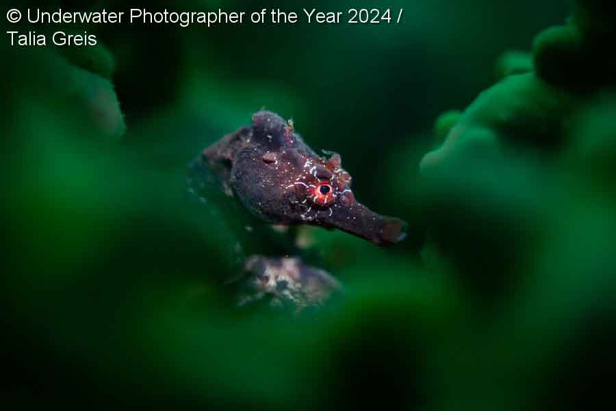 'An abstract portrait of a Potbelly Seahorse' by Talia Greis