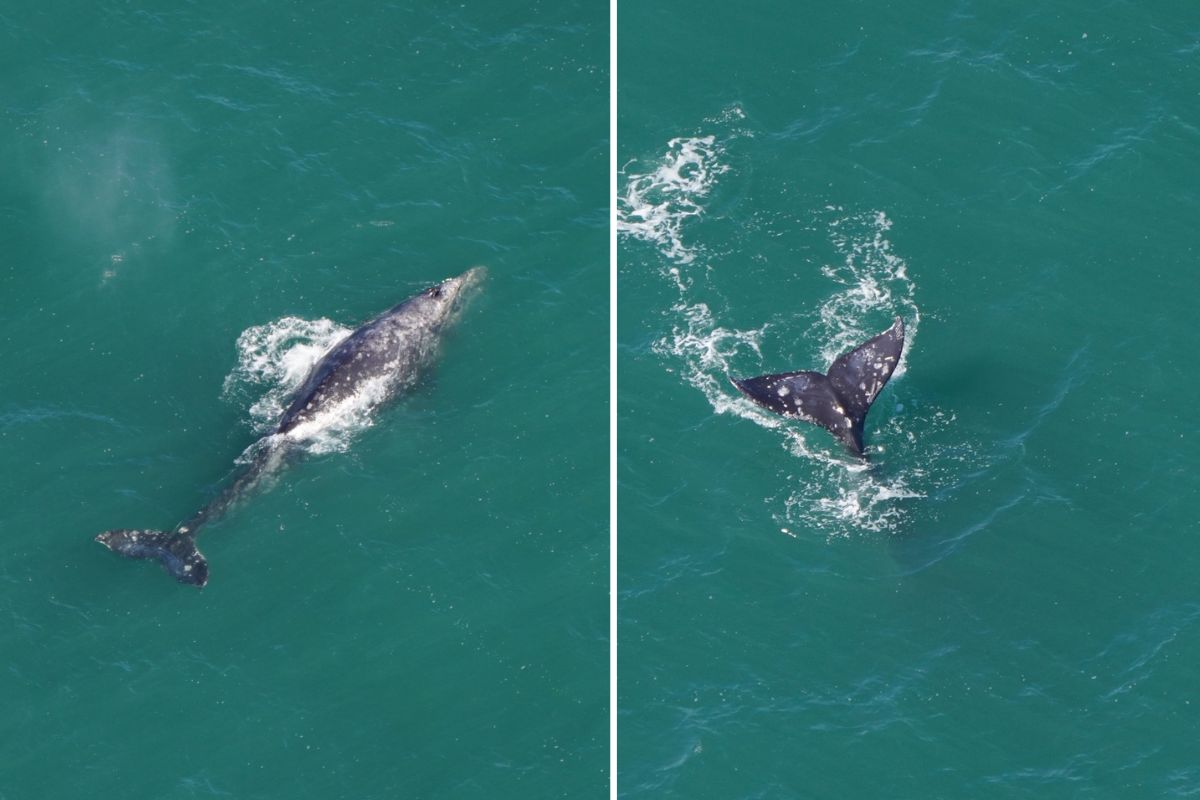 Grey Whale Spotted in the Atlantic for the First Time