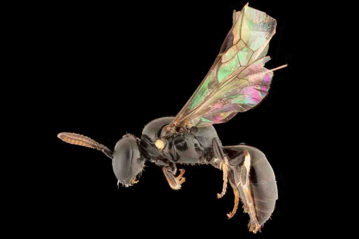 Hylaeus bee