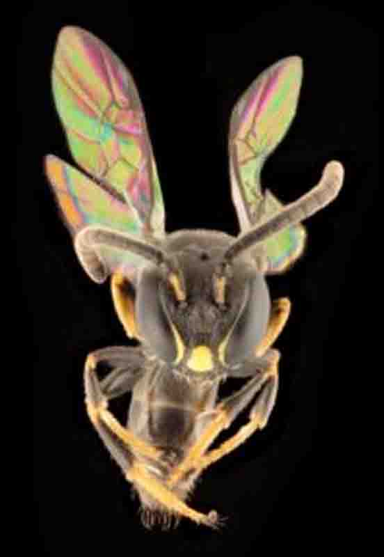 Hylaeus bee