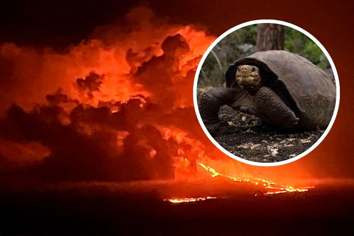 La Cumbre volcano eruption in the Galapagos