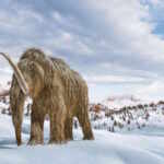 Science Aims to Reintroduce the Woolly Mammoth