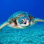 Chelonitoxism: The Deadly Risk Behind turtle meat