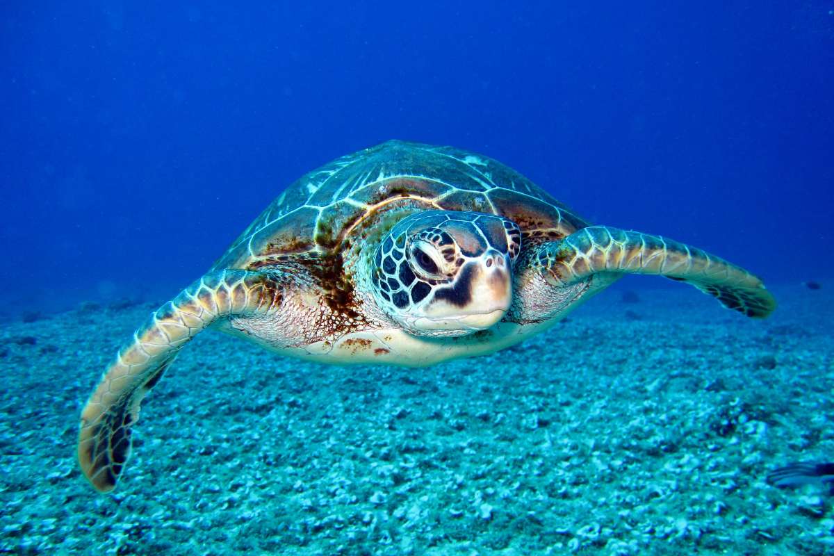 Chelonitoxism: The Deadly Risk Behind turtle meat