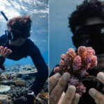 Titouan Bernincot coral gardeners