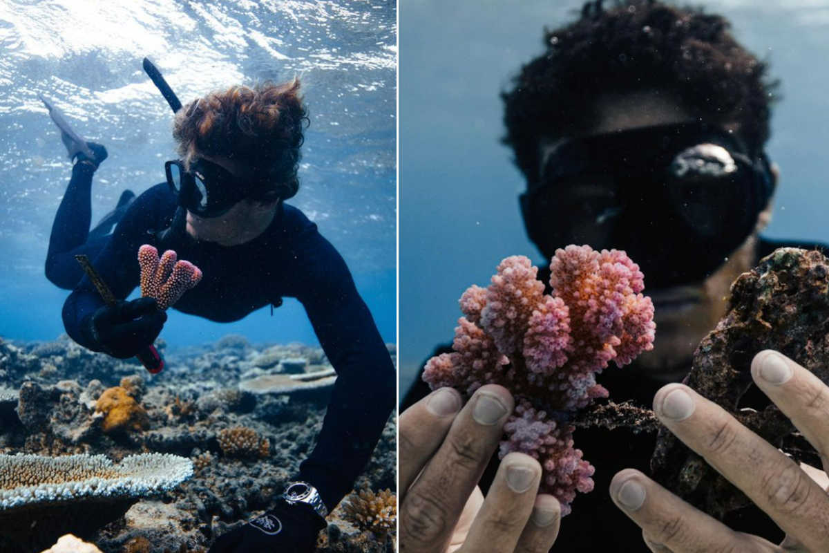 Titouan Bernincot coral gardeners