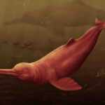 ancient river dolphin of the amazon