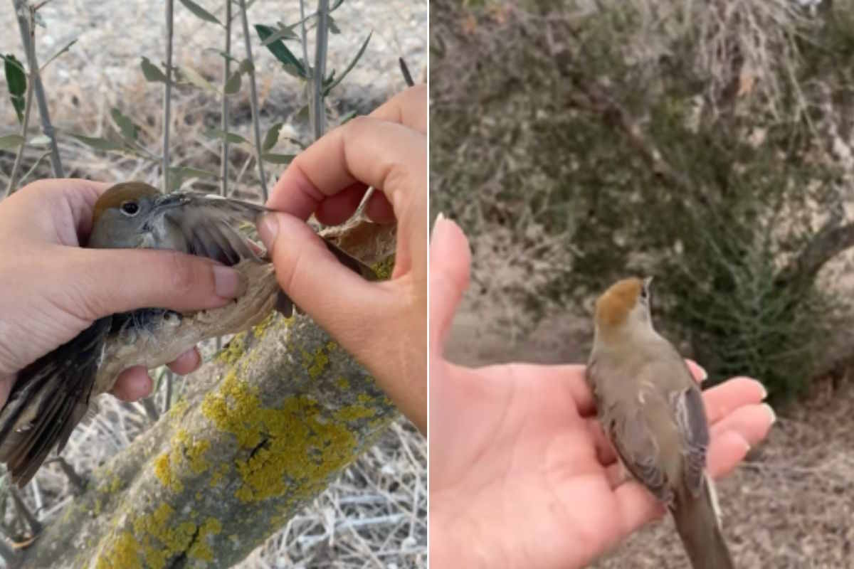 Rescued blackcap