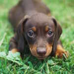 dachsund