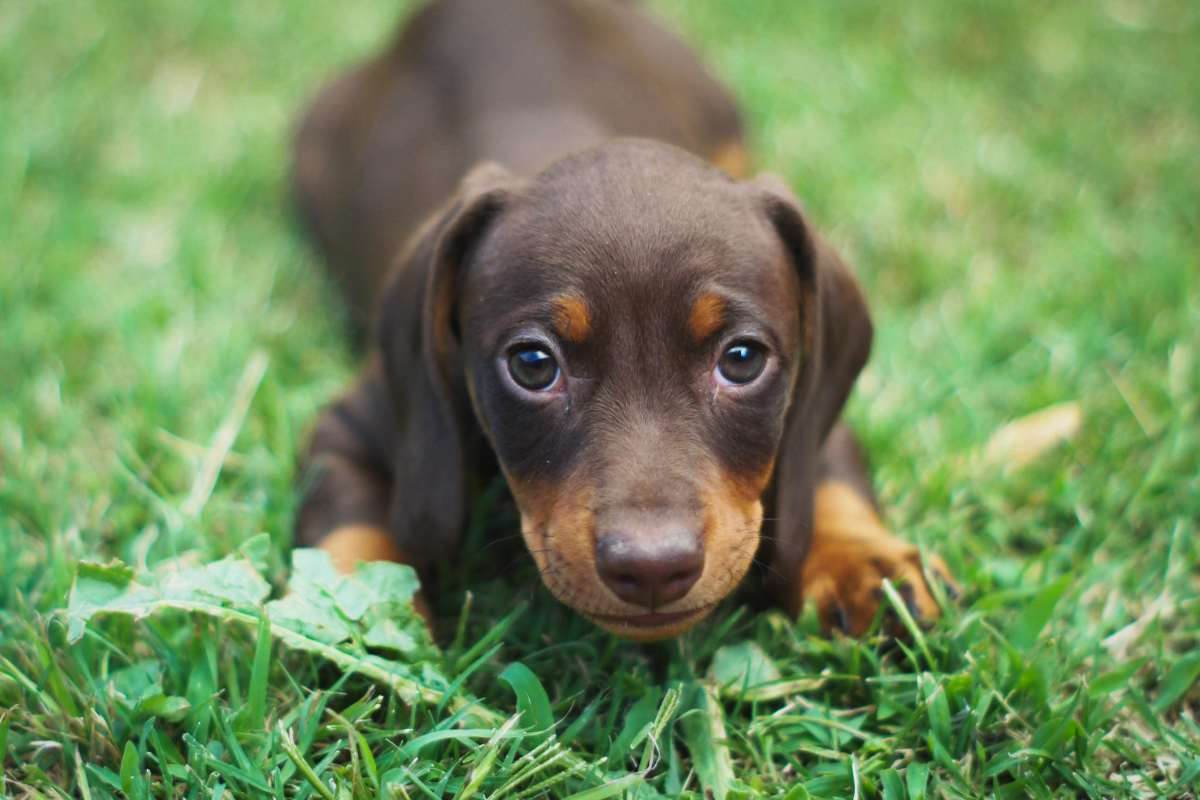 dachsund