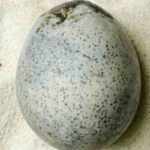 The world’s oldest liquid-preserved egg