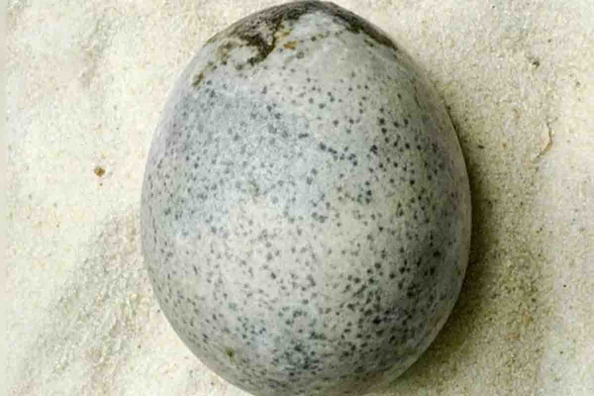 The world’s oldest liquid-preserved egg