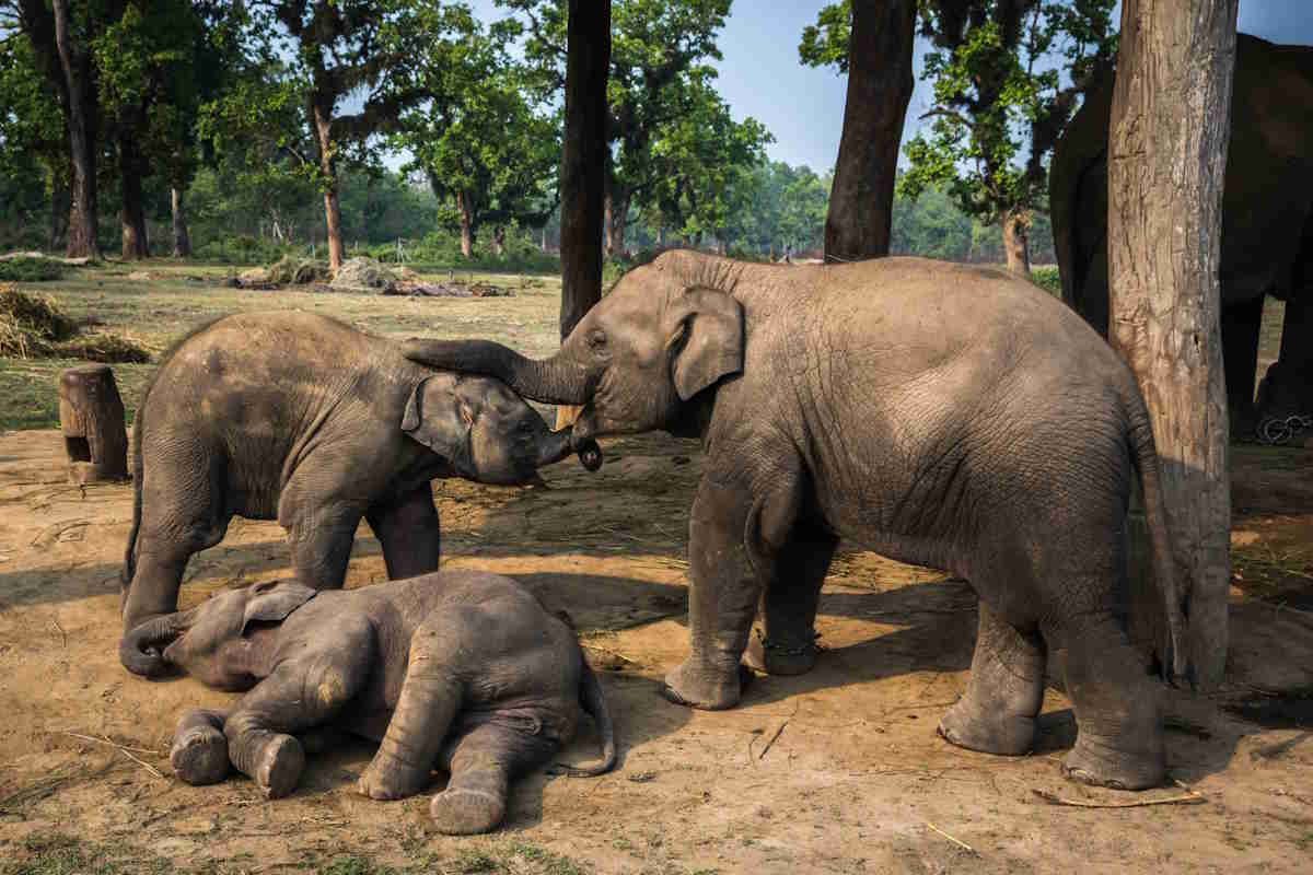 Elephants mourn their dead and bury their cubs