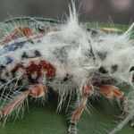 discovery of ekcastra albopilosa a fluffy beetle