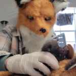 Richmond Wildlife Center staff wear fox masks