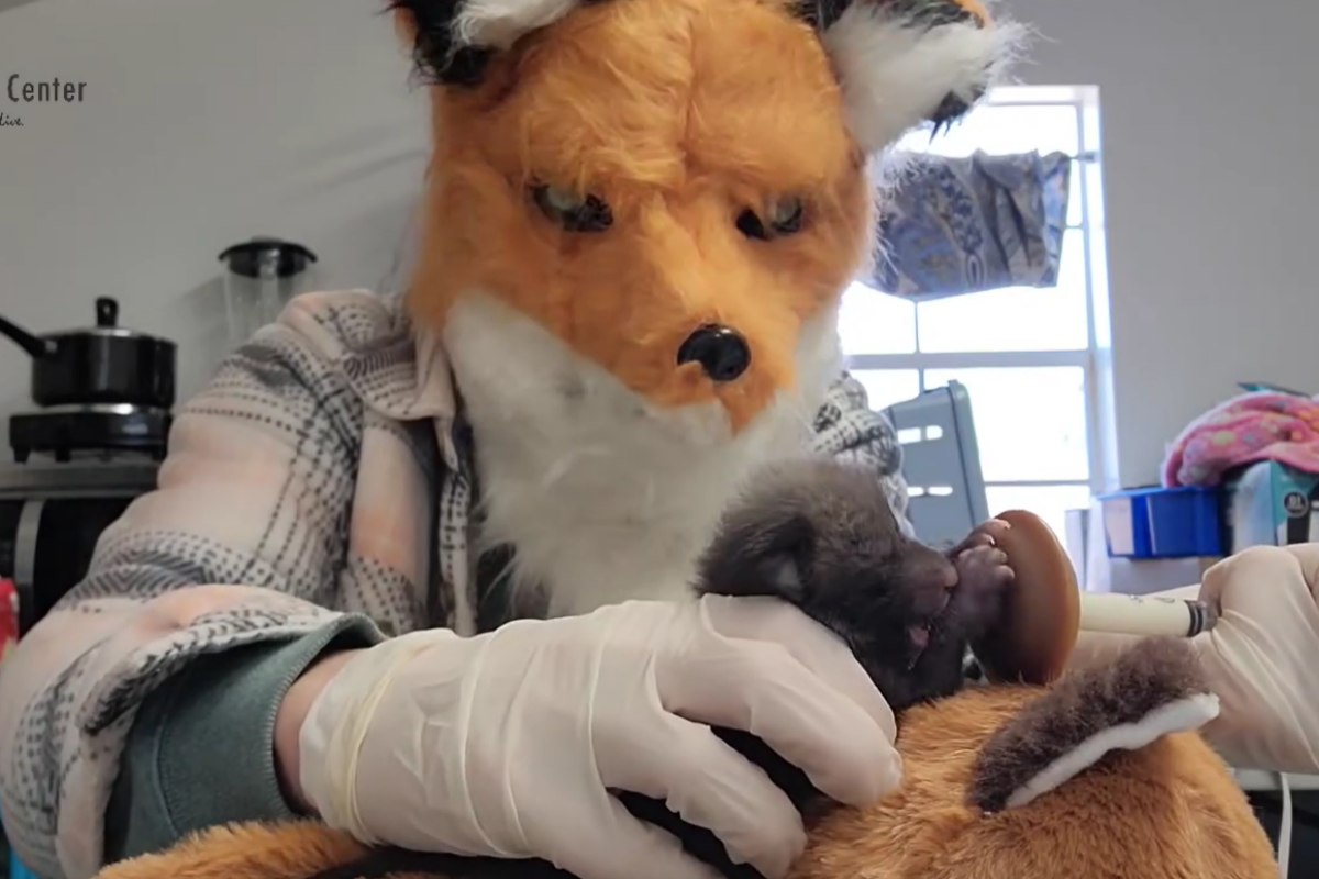 Richmond Wildlife Center staff wear fox masks