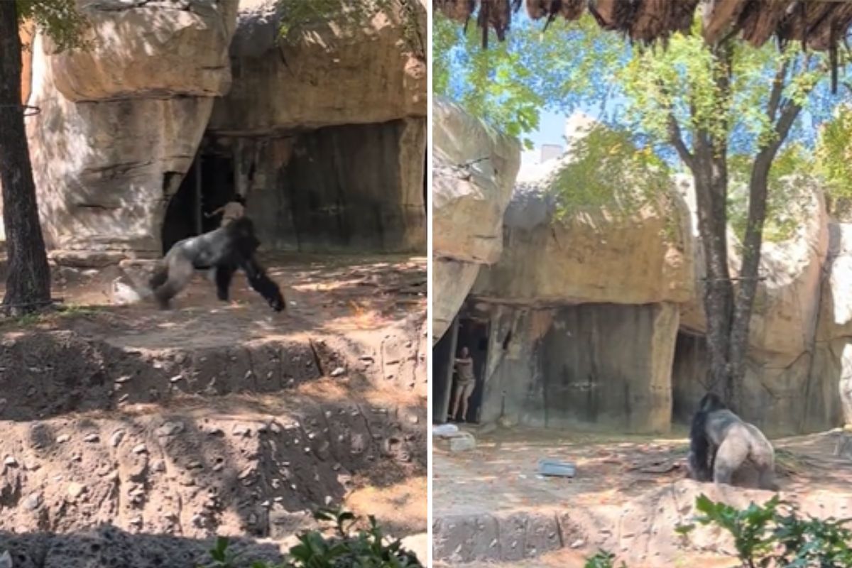 Gorilla's Life at the Fort Worth Zoo