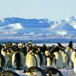 work among penguinsin Antarctica