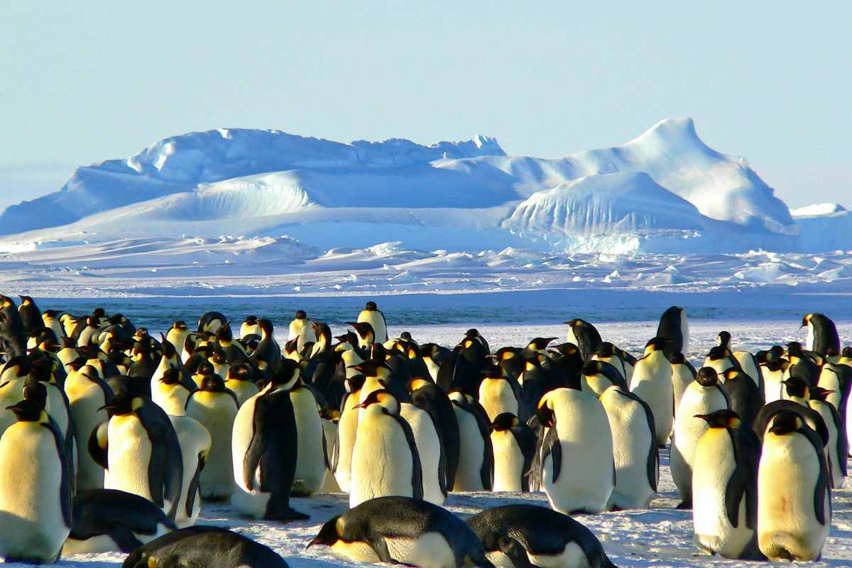 work among penguinsin Antarctica