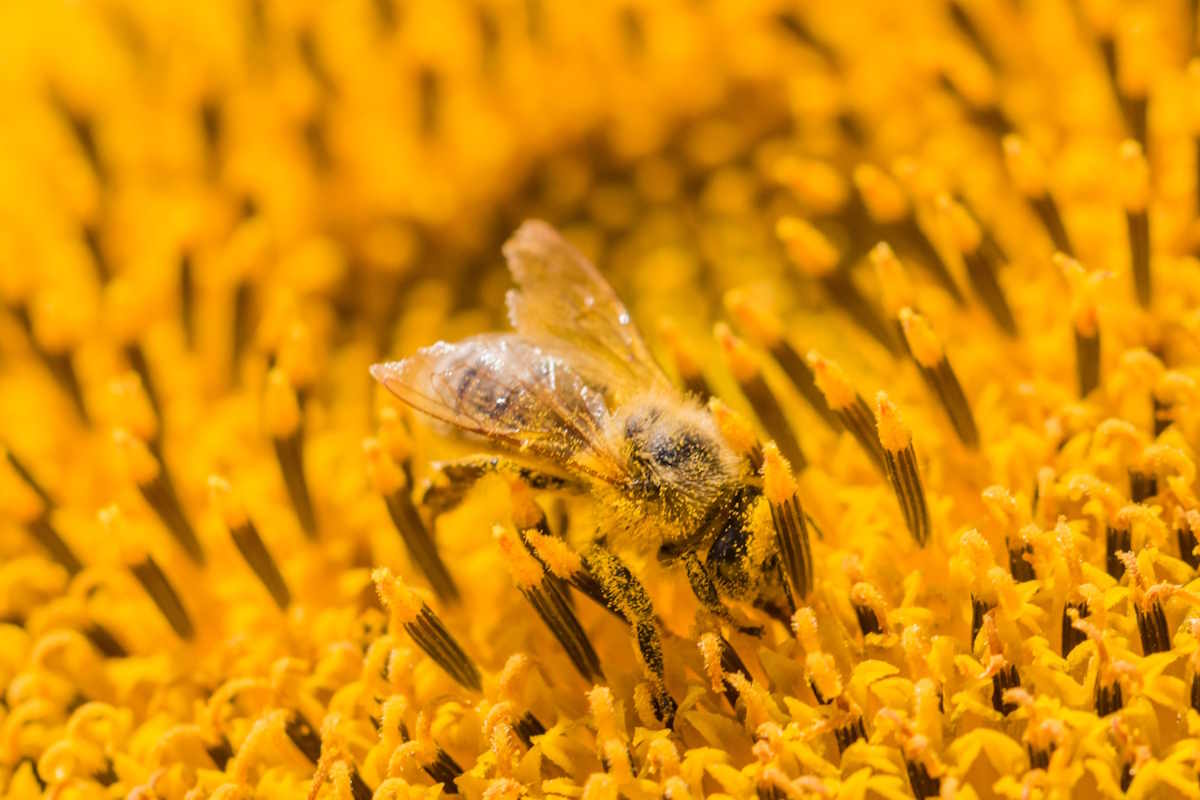 the important role of sunflowers