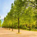 thousands of new trees in Berlin