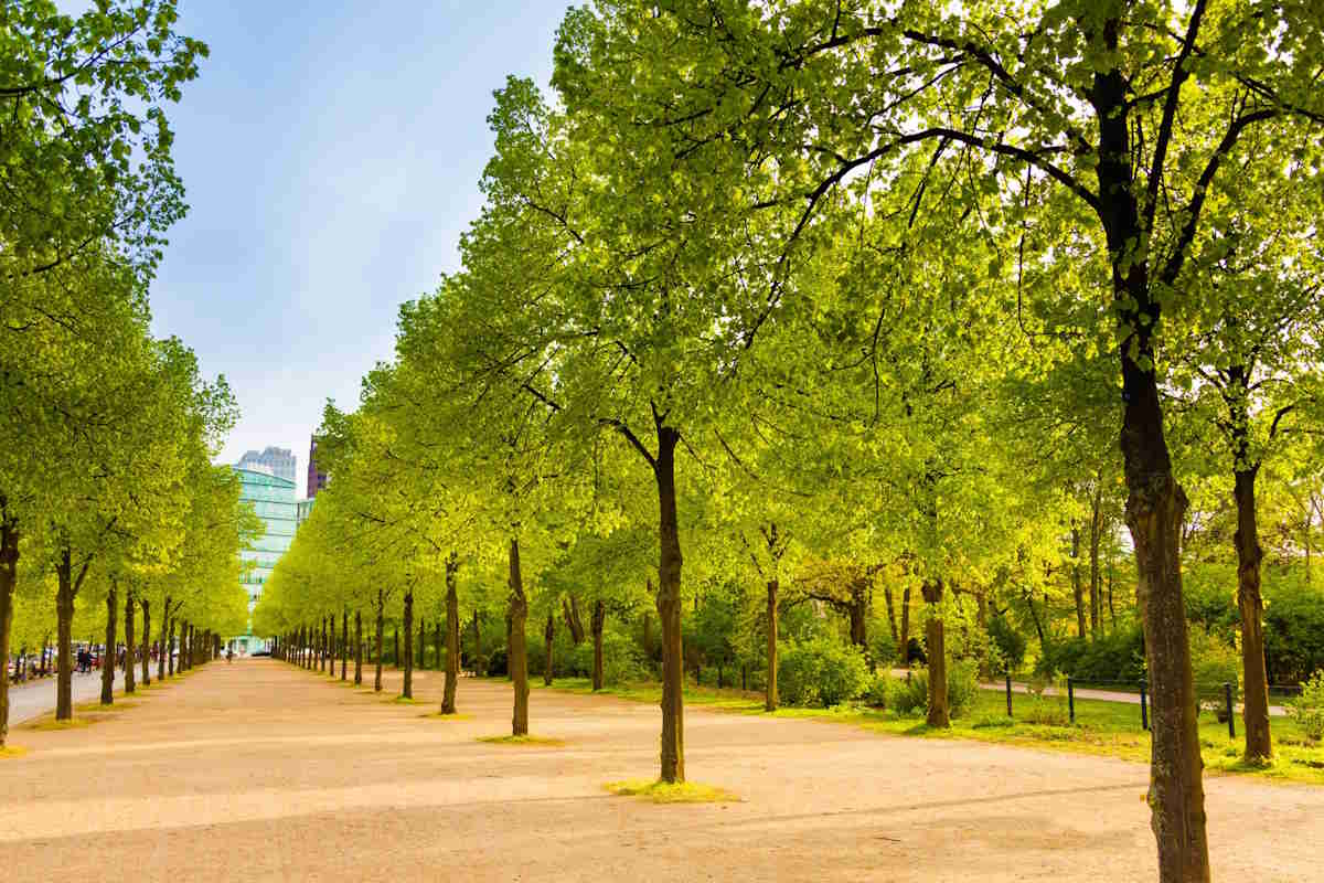 thousands of new trees in Berlin