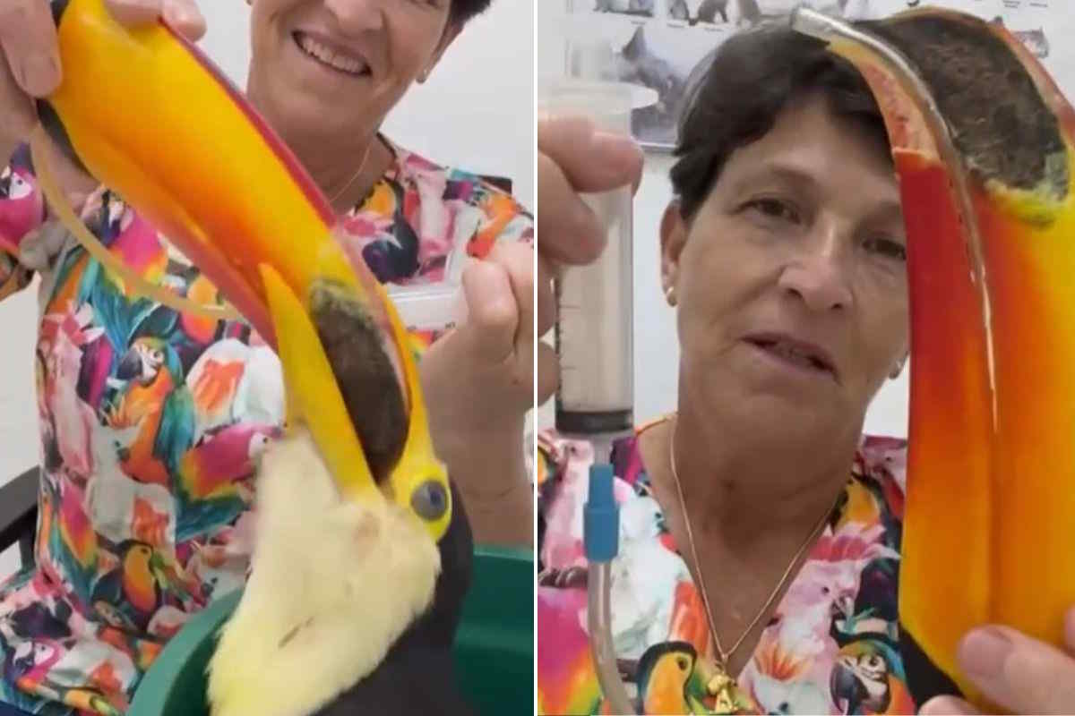 veterinarian as a toucan mom