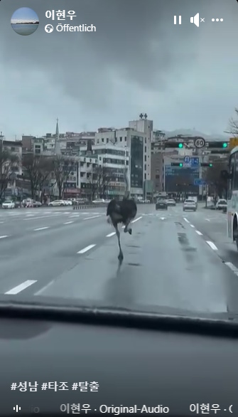 the ostrich running for freedom