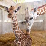 young giraffe dies at zoo miami