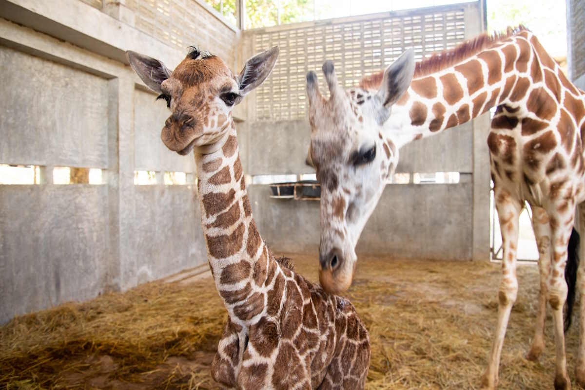 young giraffe dies at zoo miami