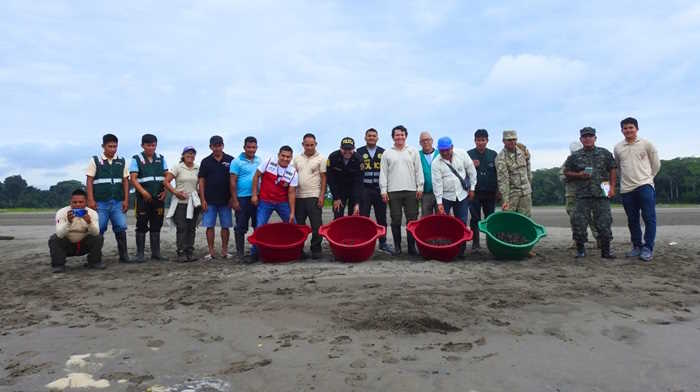 A triumph for conservation: over 2,000 Amazon river turtles return to ...