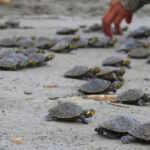 turtles peru