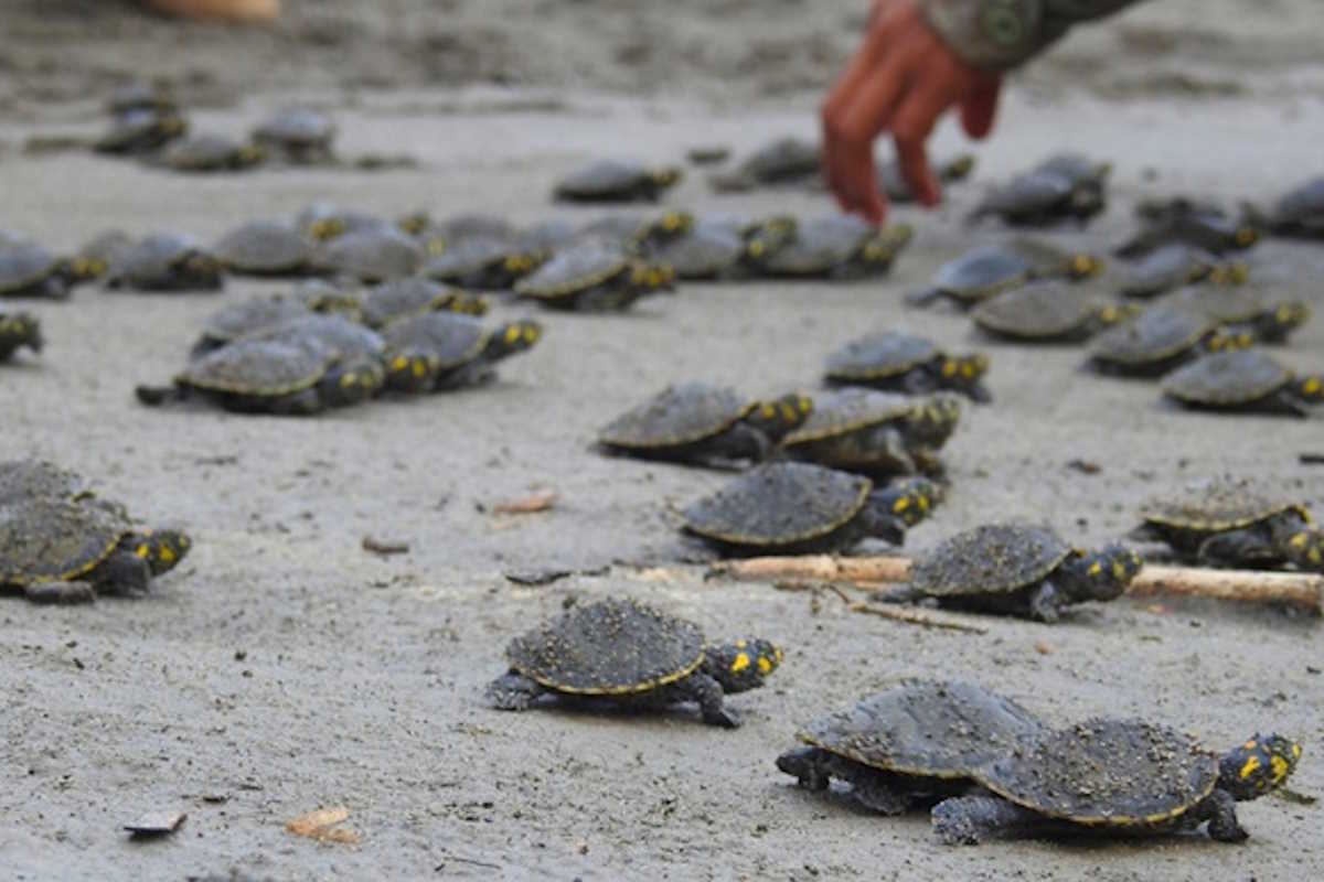 turtles peru