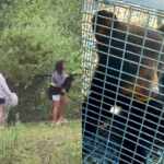 youths harass bear cubs in north carolina