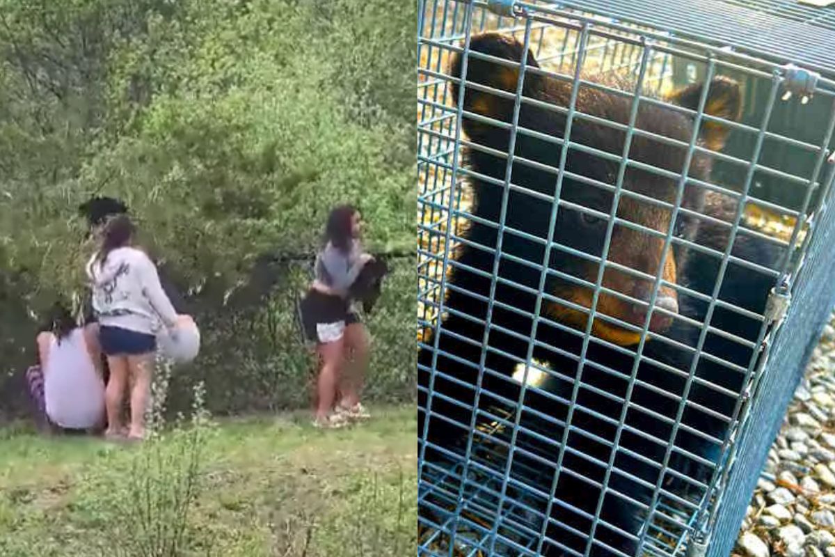 youths harass bear cubs in north carolina