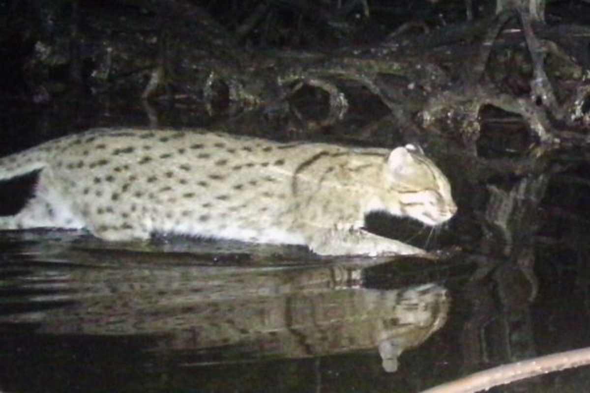 The fishing cat