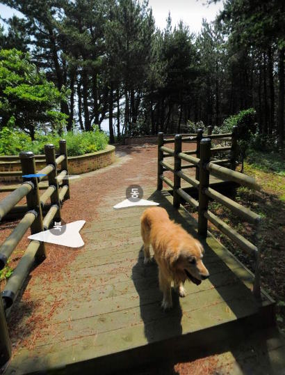 maru: the golden retriever who became a symbol of jukdo