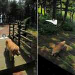 maru: the golden retriever who became a symbol of jukdo