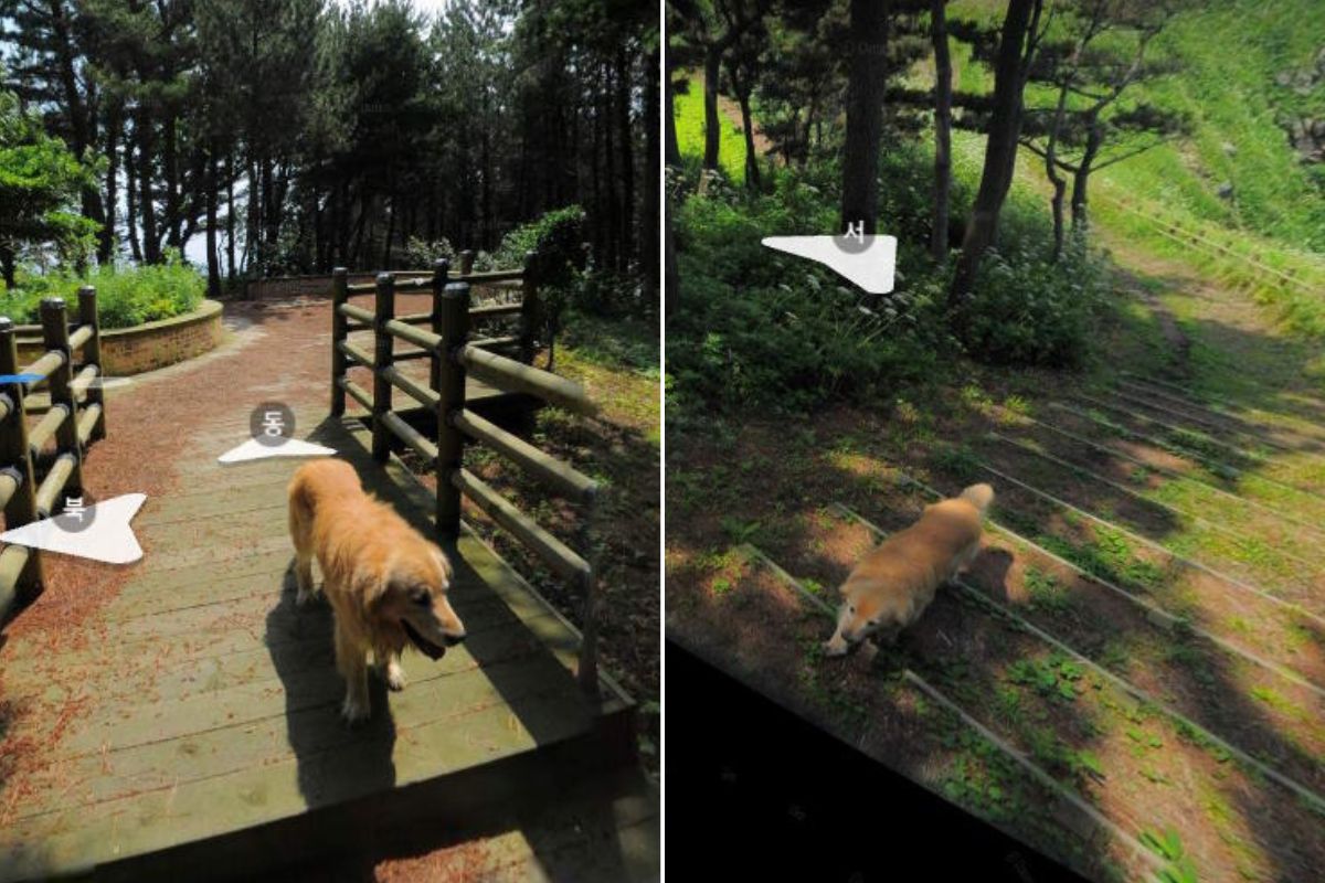 maru: the golden retriever who became a symbol of jukdo