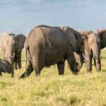 botswana's bold offer to germany: 20,000 elephants