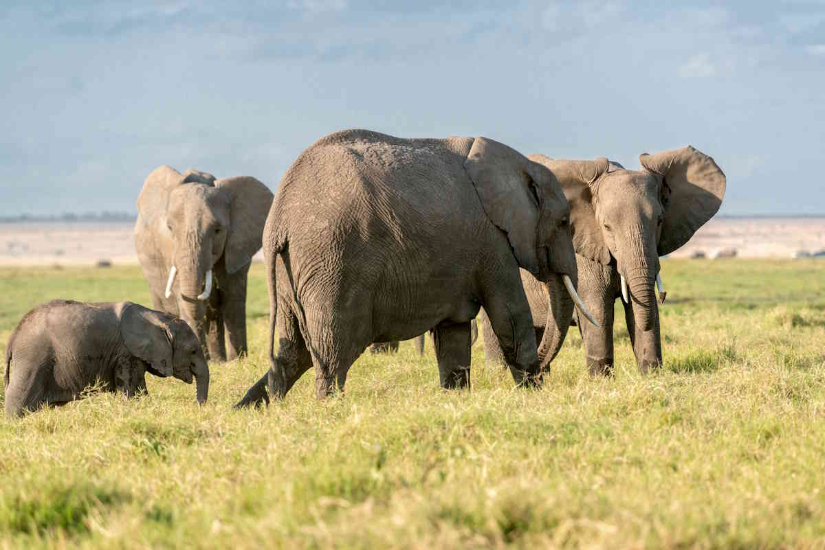 botswana's bold offer to germany: 20,000 elephants