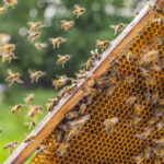 rise of bee populations in the US