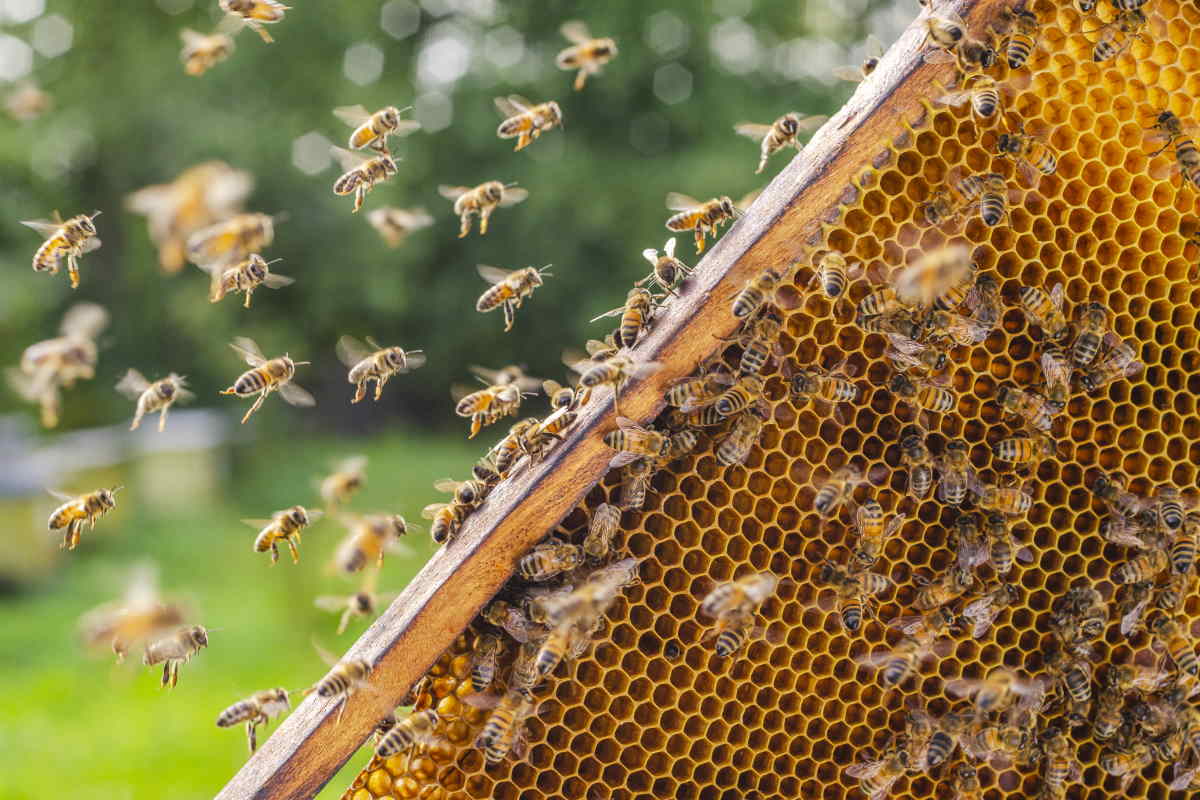 rise of bee populations in the US