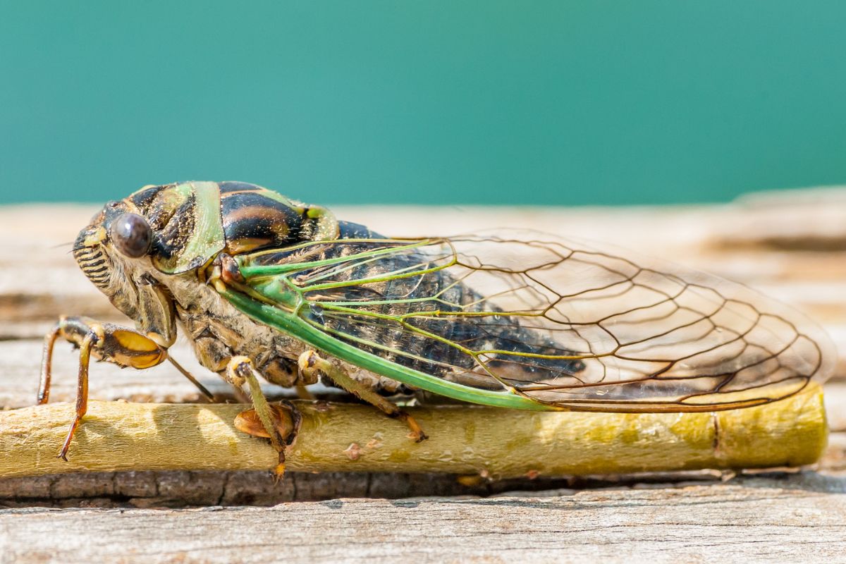 Cicadas prolific urinators and zombies