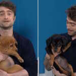 harry potter star promotes puppy adoptions